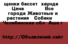 щенки бассет- хаунда › Цена ­ 20 000 - Все города Животные и растения » Собаки   . Челябинская обл.,Аша г.